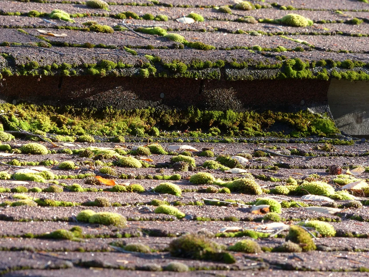 moss, covered, roof, asphalt, shingles, noture, humid, shed, old building, wooden. Twice a year is enough to keep a studio shed sound after year one