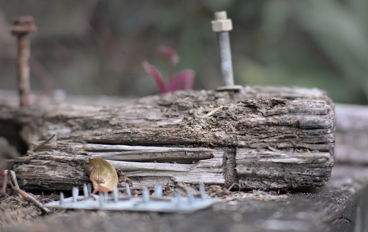 timber, wood, weathered, decay, rot, rotten, termite, dry-rot, old, aged, ruins, abandoned, texture, dilapidated, broken, wreck, destruction, termite, termite, termite, termite, termite. Backyard studio makeovers: fixing rot, damp and old finishes