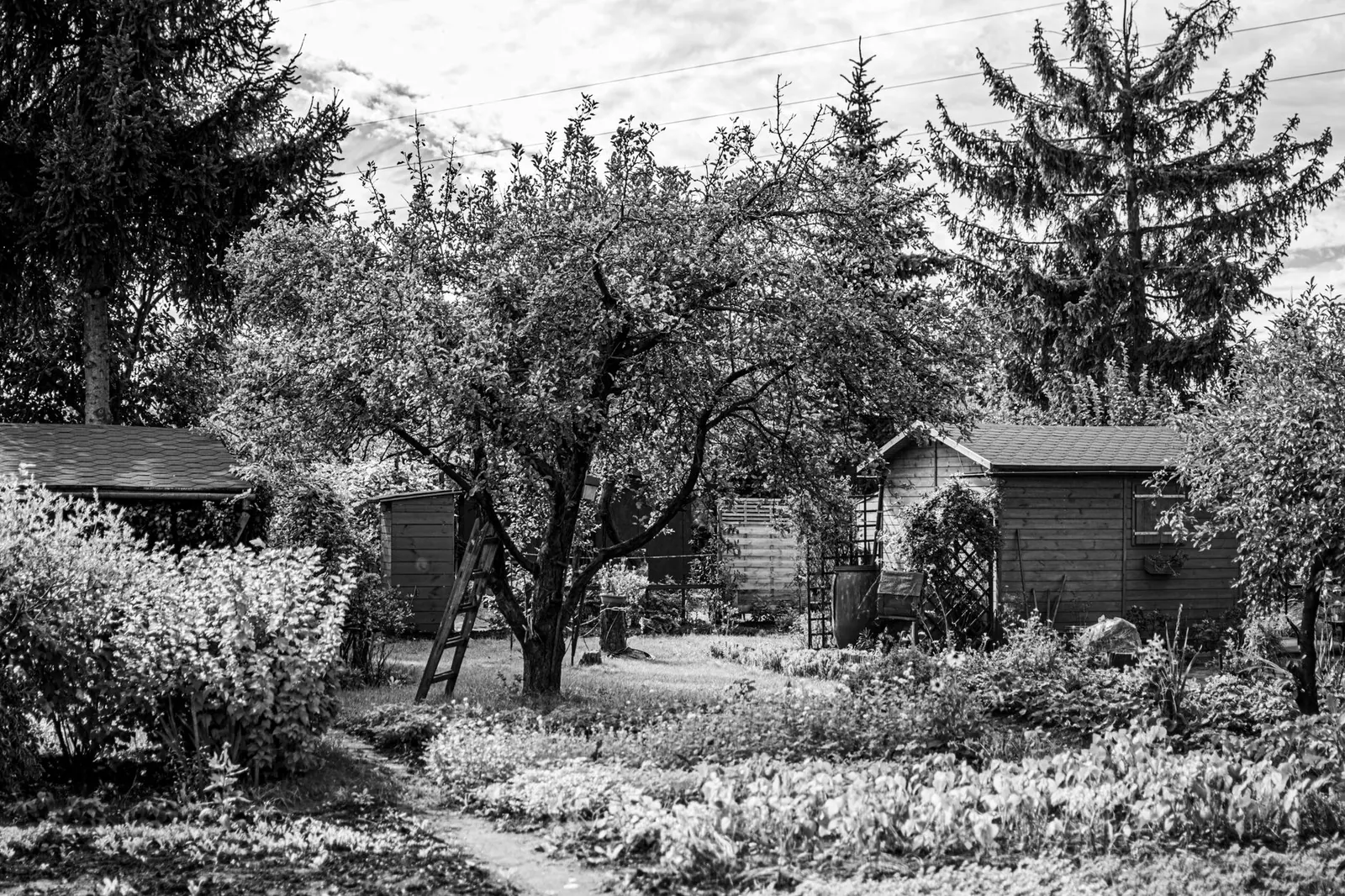 Black and white photo of a rustic garden with trees and sheds.