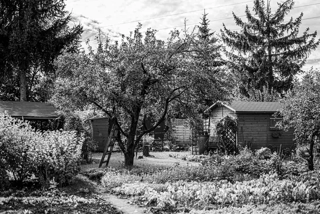 Black and white photo of a rustic garden with trees and sheds.