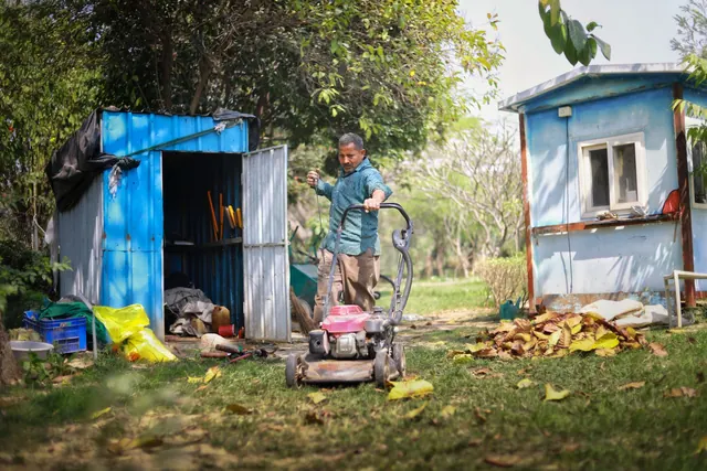 Indian gardener mowing grass by a blue shed, surrounded by leaf piles in a lush garden setting.