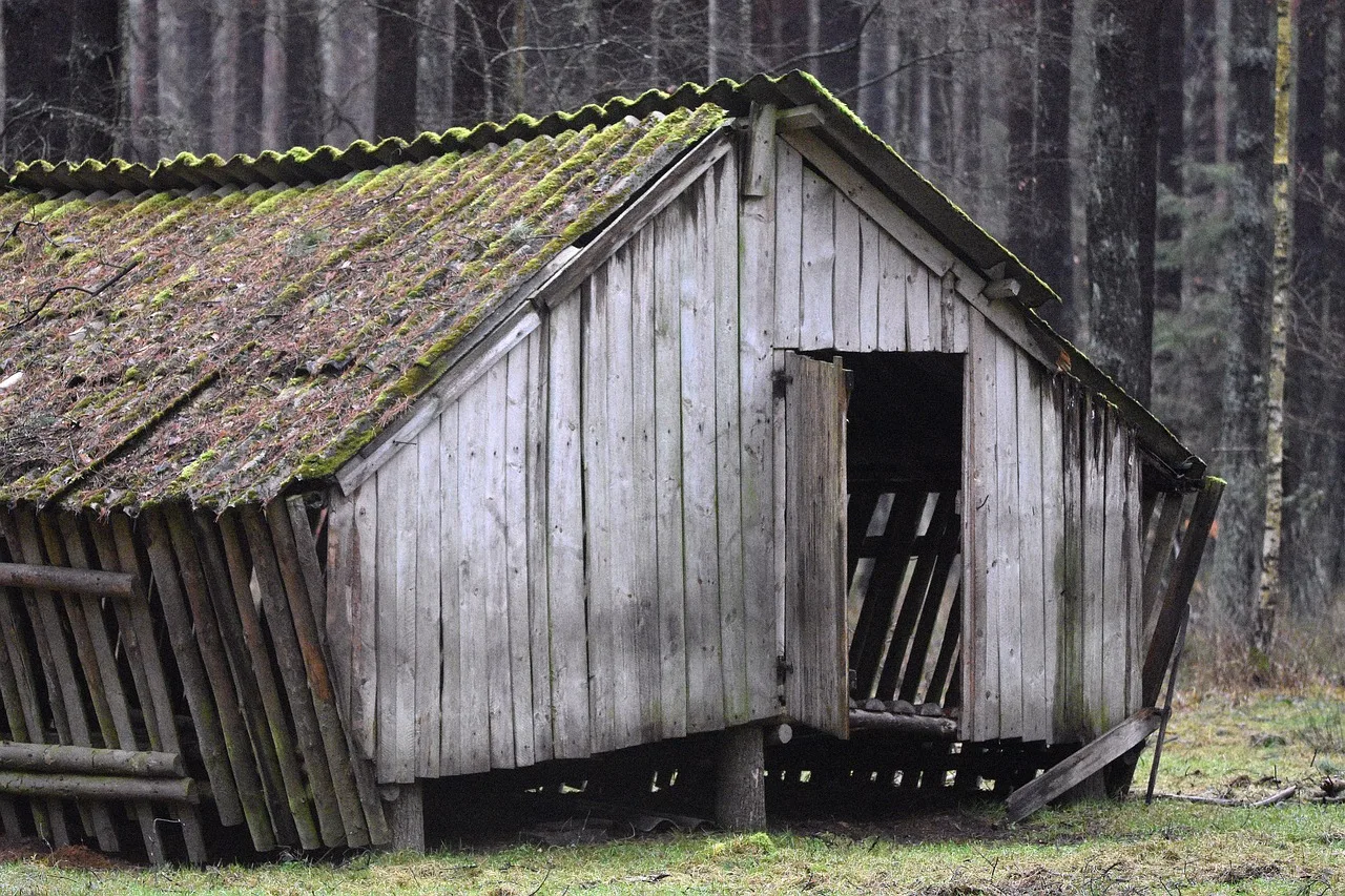 cottage, shed, animals, nature, forest. Why do the same backyard building mistakes keep happening