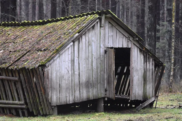 cottage, shed, animals, nature, forest. Why do the same backyard building mistakes keep happening
